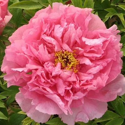 Пион СЕРЕБРИСТЫЙ РУЧЕЙ древовидный  Пион СЕРЕБРИСТЫЙ РУЧЕЙ древовидный в Твери