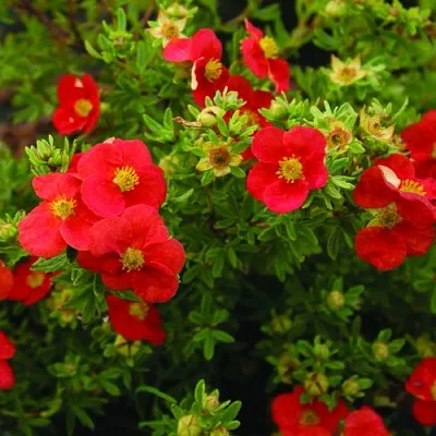 Лапчатка РЕД АЙС кустарниковая  Лапчатка РЕД АЙС кустарниковая в Твери