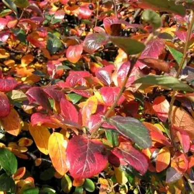 Кизильник блестящий — описание сорта Кизильник блестящий в Твери