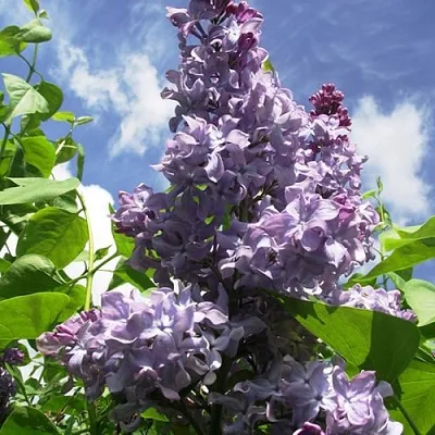 Сирень КРЫЛЬЯ НАДЕЖДЫ  Сирень КРЫЛЬЯ НАДЕЖДЫ в Твери