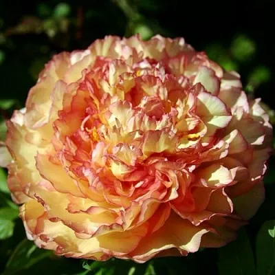 Пион ЗОЛОТАЯ РОССЫПЬ древовидный  Пион ЗОЛОТАЯ РОССЫПЬ древовидный в Твери