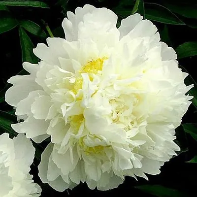 Пион ЗОЛОТОЙ ОРЕОЛ травянистый в Твери