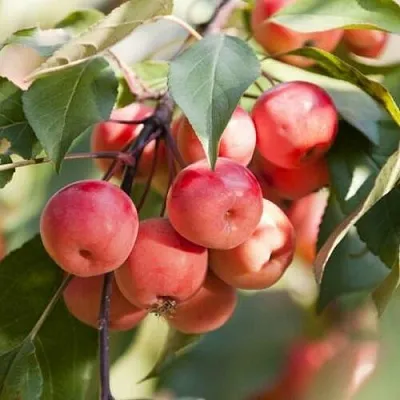 Яблоня ВИШНЕПЛОДНАЯ декоративная  Яблоня ВИШНЕПЛОДНАЯ декоративная в Твери