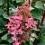 Гортензия ИНФИНИТИ метельчатая в Твери