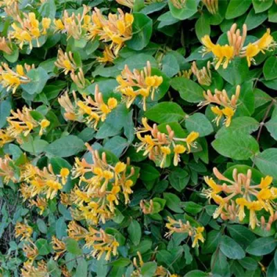 Жимолость ТЕЛЬМАНА в Твери