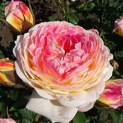 Саженцы роз РОЗОМАН ЖАНОН шраб  Саженцы роз РОЗОМАН ЖАНОН шраб в Твери