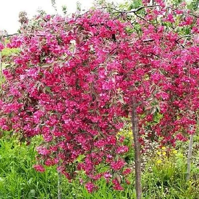 Яблоня КИНГ БЬЮТИ декоративная  Яблоня КИНГ БЬЮТИ декоративная в Твери