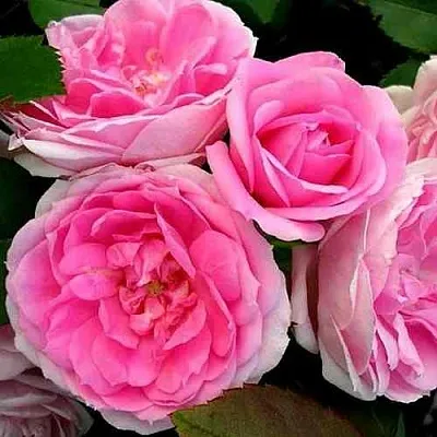 Саженцы роз ПРЕЙРИ ДЖОЙ шраб  Саженцы роз ПРЕЙРИ ДЖОЙ шраб в Твери