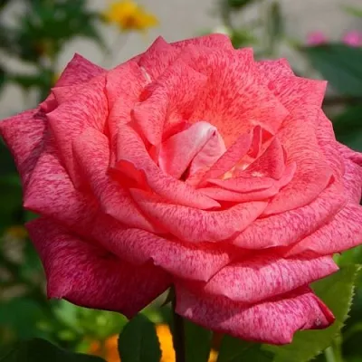 Саженцы роз ПЬЕР КАРДЕН чайно-гибридная в Твери