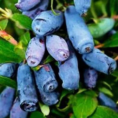 Жимолость съедобная ВОЛХОВА в Твери