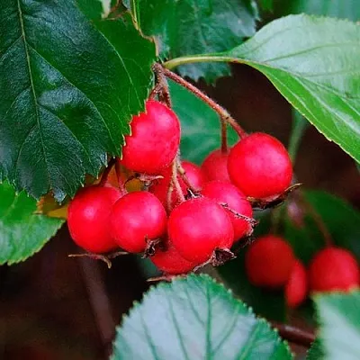 Боярышник ЛЮДМИЛ  Боярышник ЛЮДМИЛ в Твери