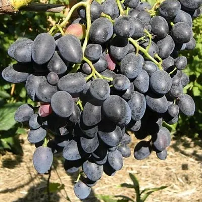 Виноград НАДЕЖДА АЗОС в Твери