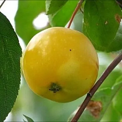 Яблоня КИТАЙКА ЖЁЛТАЯ колонновидная  Яблоня КИТАЙКА ЖЁЛТАЯ колонновидная в Твери