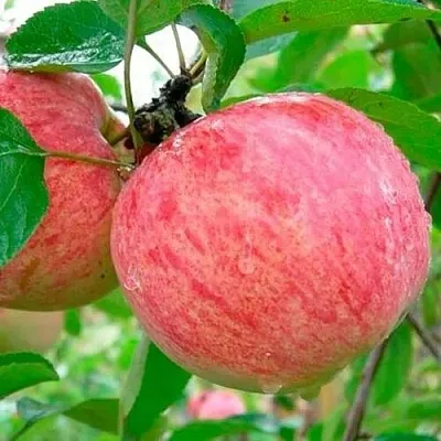 Яблоня КОРИЧНОЕ ПОЛОСАТОЕ  Яблоня КОРИЧНОЕ ПОЛОСАТОЕ в Твери