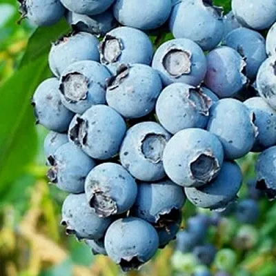 Голубика БРИГИТТА БЛЮ в Твери