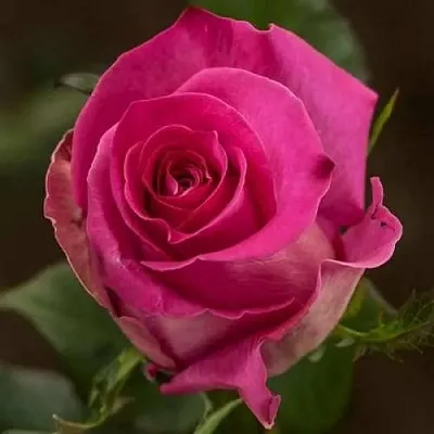 Саженцы роз ТОПАЗ чайно-гибридная в Твери