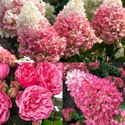 Комплект МАЛИНОВЫЙ ДЕСЕРТ в Твери