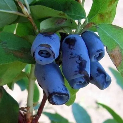 саженцы жимолости