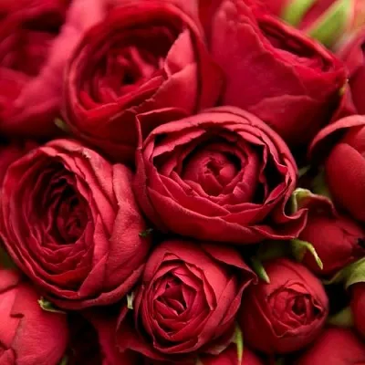 Саженцы роз РЕД ЛЕЙС спрей в Твери