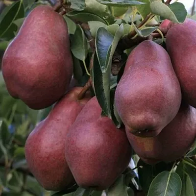 Груша РЕД ВИЛЬЯМС в Твери