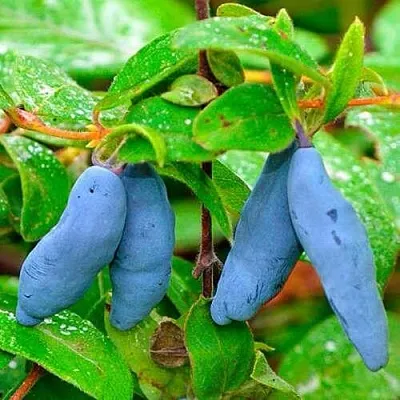 Жимолость съедобная МОРЕНА в Твери