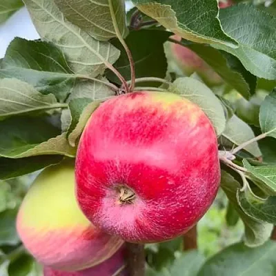 Яблоня АРБАТ колонновидная  Яблоня АРБАТ колонновидная в Твери