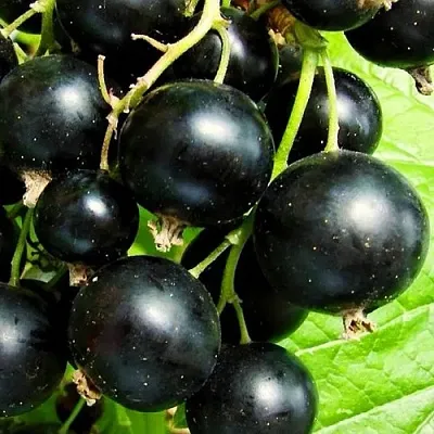 Смородина черная ДАЧНИЦА в Твери