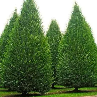 Граб   Граб  в Твери