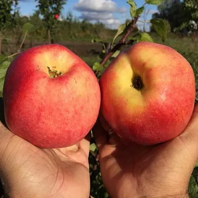Яблоня КОВРОВОЕ стелющаяся  Яблоня КОВРОВОЕ стелющаяся в Твери