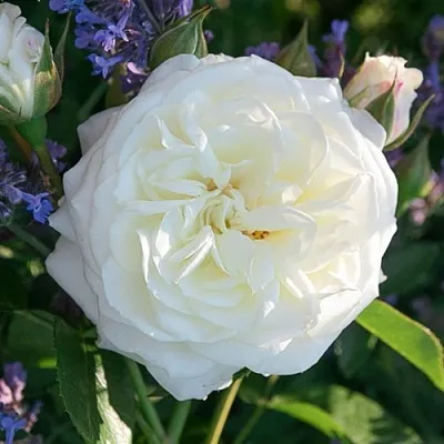 Саженцы роз АЛАБАСТЕР флорибунда в Твери