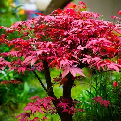 Клен дланевидный АТРОПУРПУРЕУМ  Клен дланевидный АТРОПУРПУРЕУМ в Твери