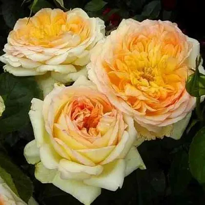 Саженцы роз АЛЬФОНС ДОДЕ чайно-гибридная в Твери