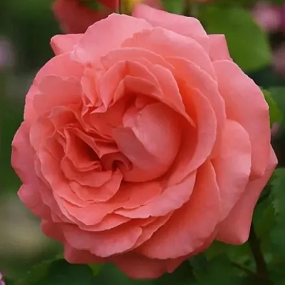 Саженцы роз ДИДИ БРИДЖУОТЕР плетистая в Твери