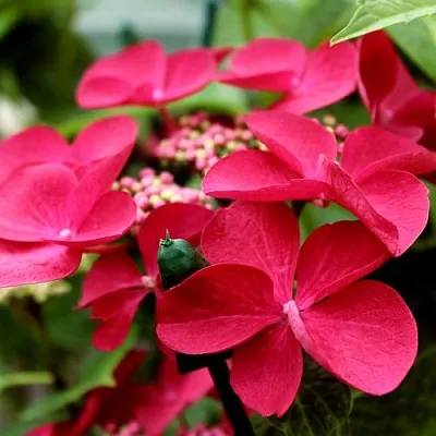 Гортензия РОТШВАНЦ крупнолистная  Гортензия РОТШВАНЦ крупнолистная в Твери