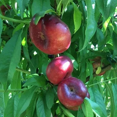 Нектарин ДОНАТ ИНЖИРНЫЙ  Нектарин ДОНАТ ИНЖИРНЫЙ в Твери