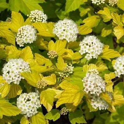 Пузыреплодник ДАРТС ГОЛД  Пузыреплодник ДАРТС ГОЛД в Твери