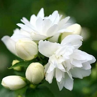 Жасмин ШНЕЕШТРУМ  Жасмин ШНЕЕШТРУМ в Твери