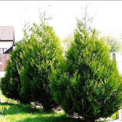 Туя АТРОВИРЕНС складчатая  Туя АТРОВИРЕНС складчатая в Твери