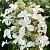 Гортензия ЛЕВАНА метельчатая в Твери