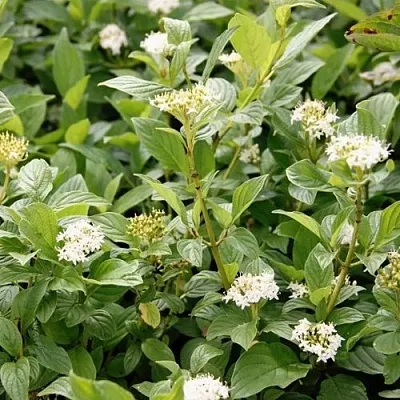 Дерен ФЛАВИРАМЕА отпрысковый   Дерен ФЛАВИРАМЕА отпрысковый  в Твери