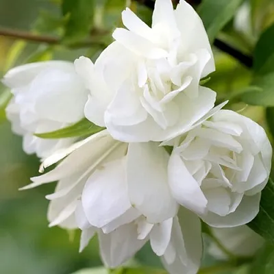 Жасмин МАНТО Д’ЭРМИН в Твери