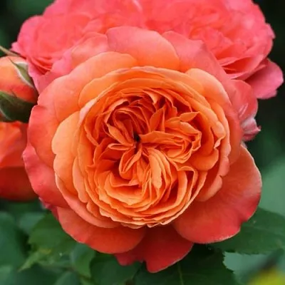 Саженцы роз ЭМИЛЬЕН ГИЙО шраб  Саженцы роз ЭМИЛЬЕН ГИЙО шраб в Твери