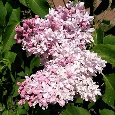 Сирень МИЛОСЕРДИЕ  Сирень МИЛОСЕРДИЕ в Твери