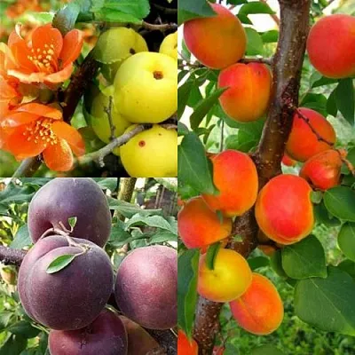 Комплект САД ДЛЯ ГУРМАНА в Твери