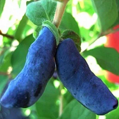 Жимолость съедобная БАКЧАРСКИЙ ВЕЛИКАН в Твери