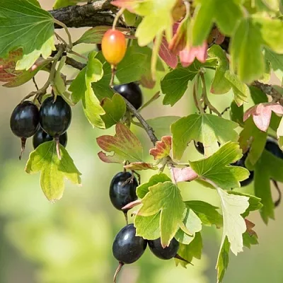 Смородина золотистая БЛЭЙКСТ  Смородина золотистая БЛЭЙКСТ в Твери