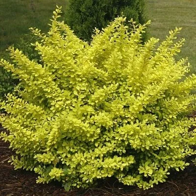 Барбарис АУРЕА тунберга  Барбарис АУРЕА тунберга в Твери