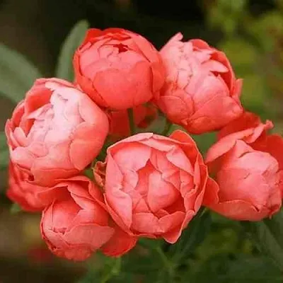 Саженцы роз ОРАНЖ МОРСДАГ полиантовая в Твери