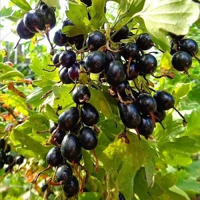 Смородина золотистая ОВАЛЬНАЯ  Смородина золотистая ОВАЛЬНАЯ в Твери