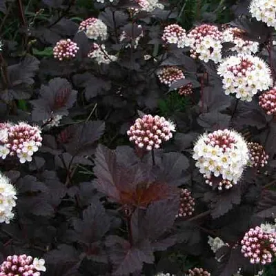 Пузыреплодник ДИАБЛО  Пузыреплодник ДИАБЛО в Твери